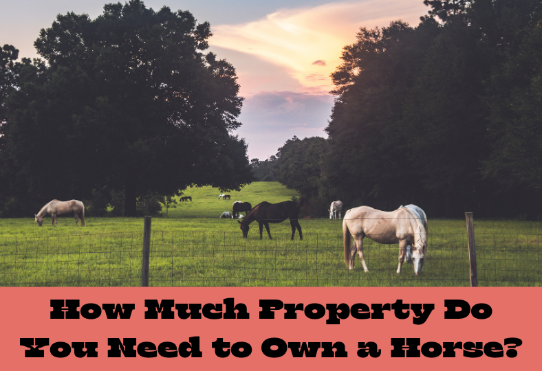 How Much Property Do You Need to Own a Horse