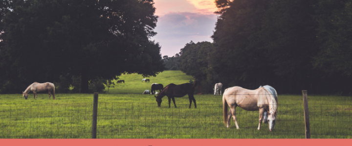 How Much Property Do You Need to Own a Horse