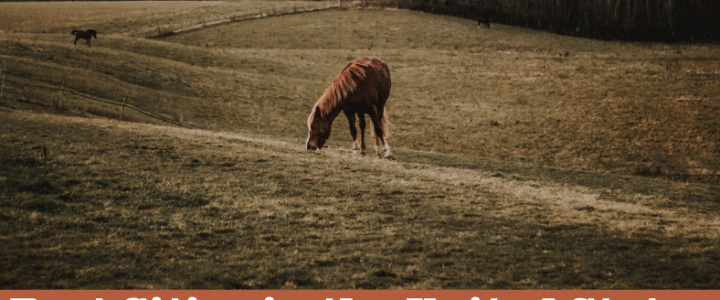Horse Properties